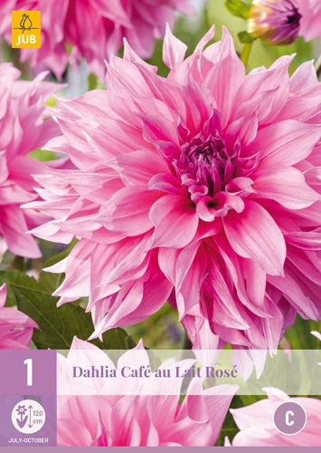 1 Dahlia Café Au Lait Rosé