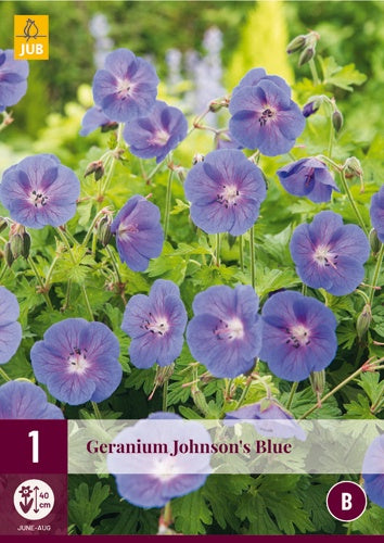 1 GERANIUM JOHNSON'S BLUE