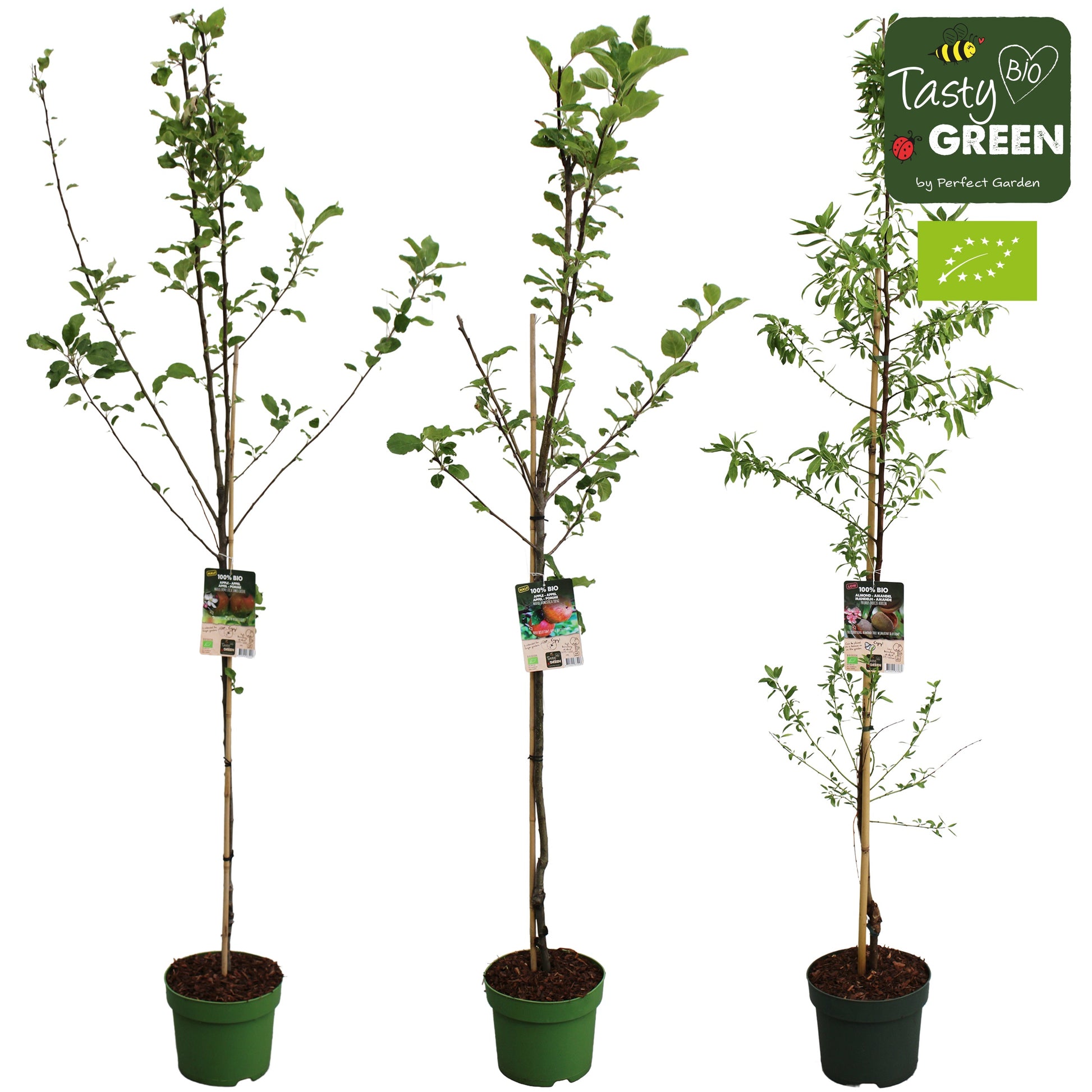 Organic Half Standard Fruit tree / 7.5ltr-220 cm tall-Easy Garden Centre