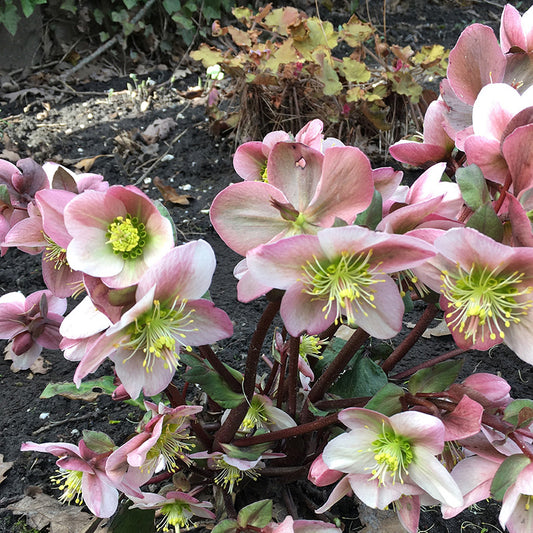 Helleborus  Pirouette  2ltr