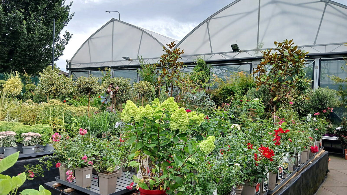 Seasonal plants at Easy Garden in Spawell