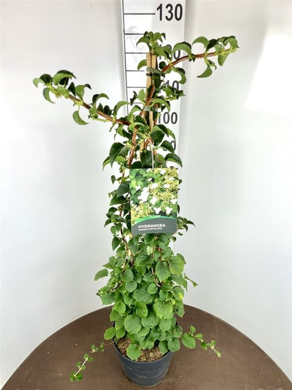 Hydrangea anomala petiolaris / 10Ltr / 80-100cm-Easy Garden Centre