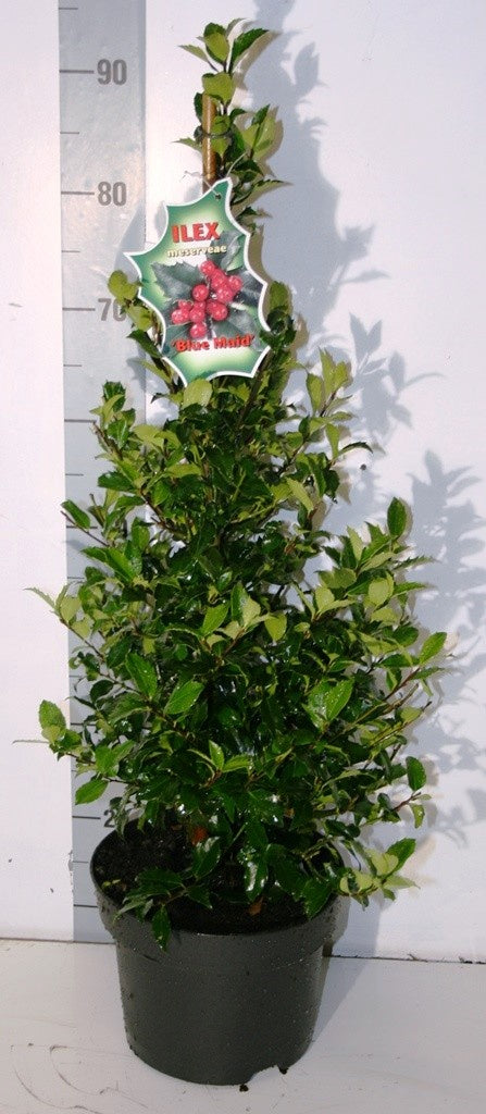 Ilex mes. Blue Maid 5 Ltr cone