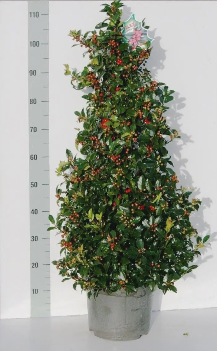 Ilex Blue Maid Pyramide 10ltr cone