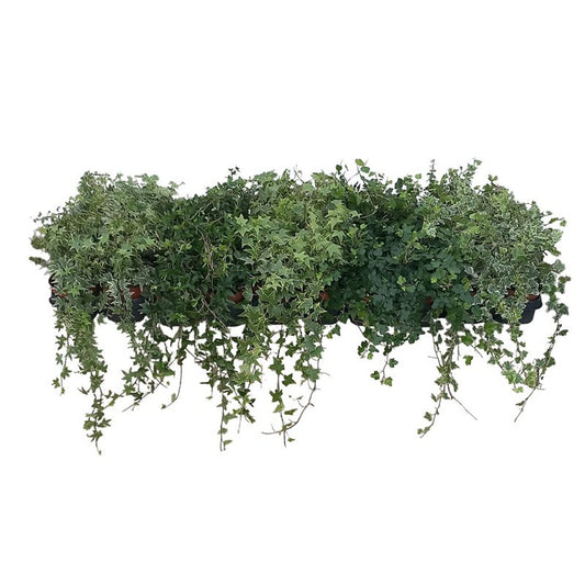 13cm Ivy