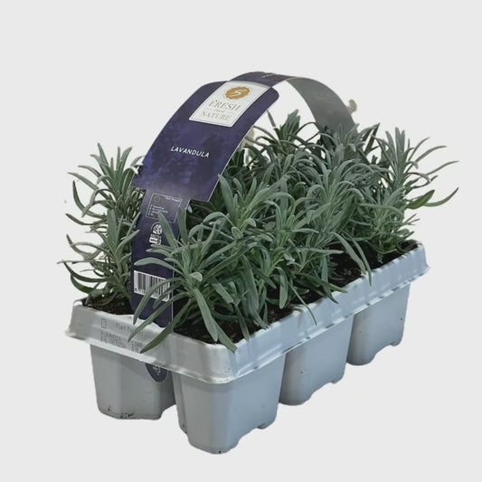Lavandula angustifolia / 6-pack clayette