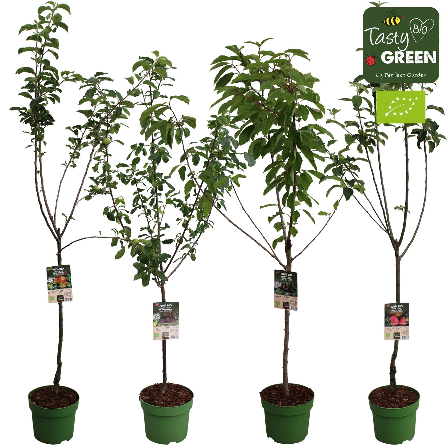 Organic low stem fruit tree / 7.5ltr-220 cm tall-Easy Garden Centre