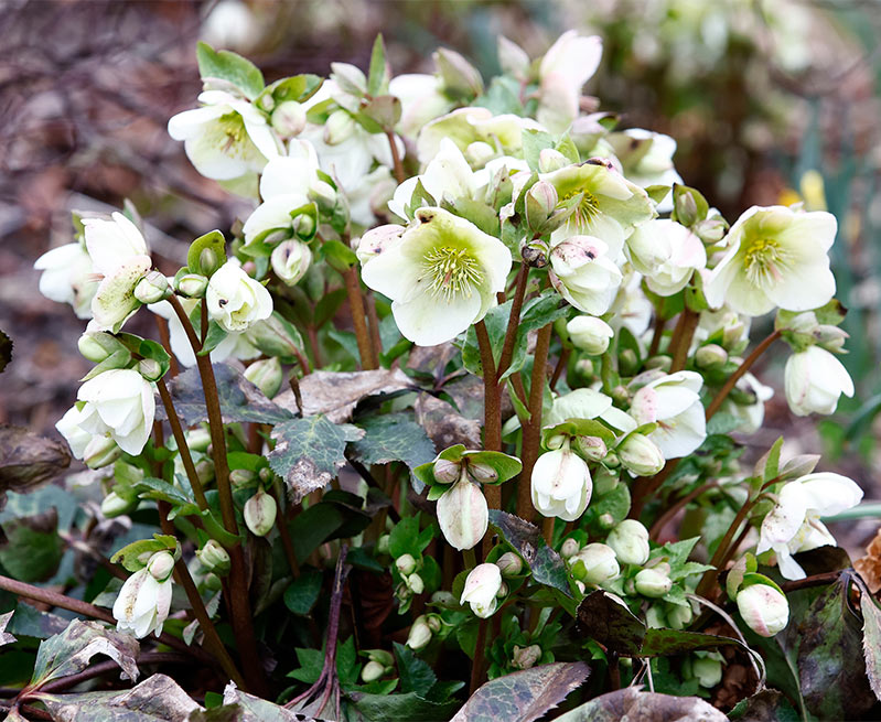 Helleborus Mollys White 2ltr