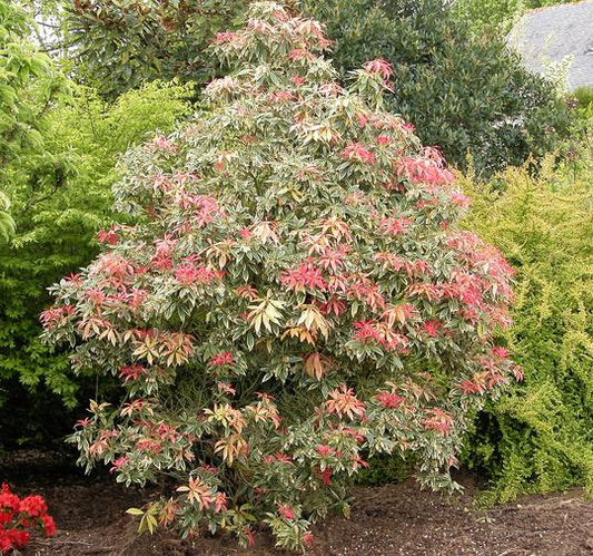 Pieris 'Flaming Silver' / 2 Ltr pot-Easy Garden Centre