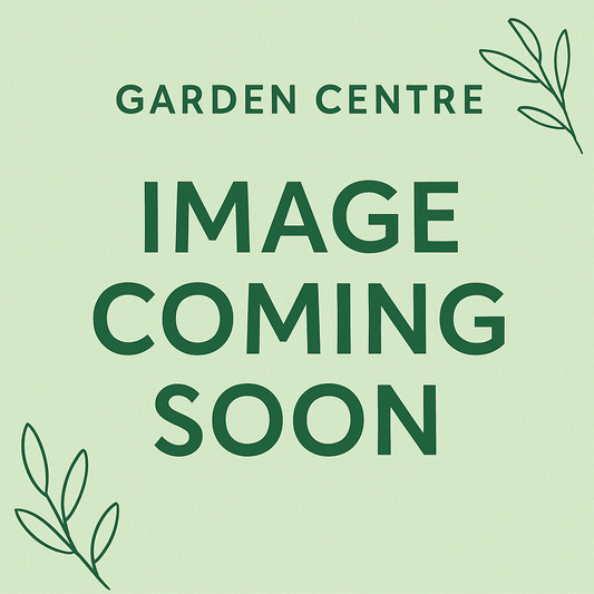Ilex mes. Blue Maid / 10Ltr