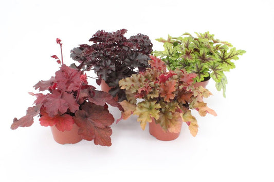 13cm Heuchera