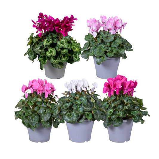 Cyclamen 'Halios' mix / P21