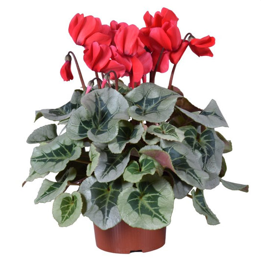 Cyclamen XXL 'Metalis' red / P17