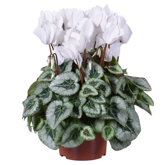 Cyclamen XXL 'Metalis' white / P17