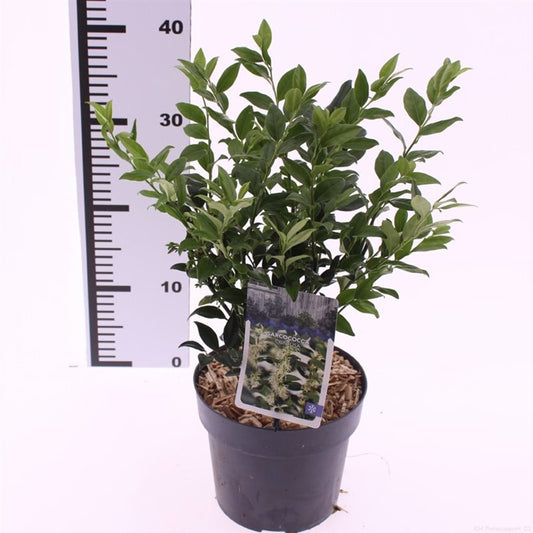 Sarcococca confusa / 2 Litre
