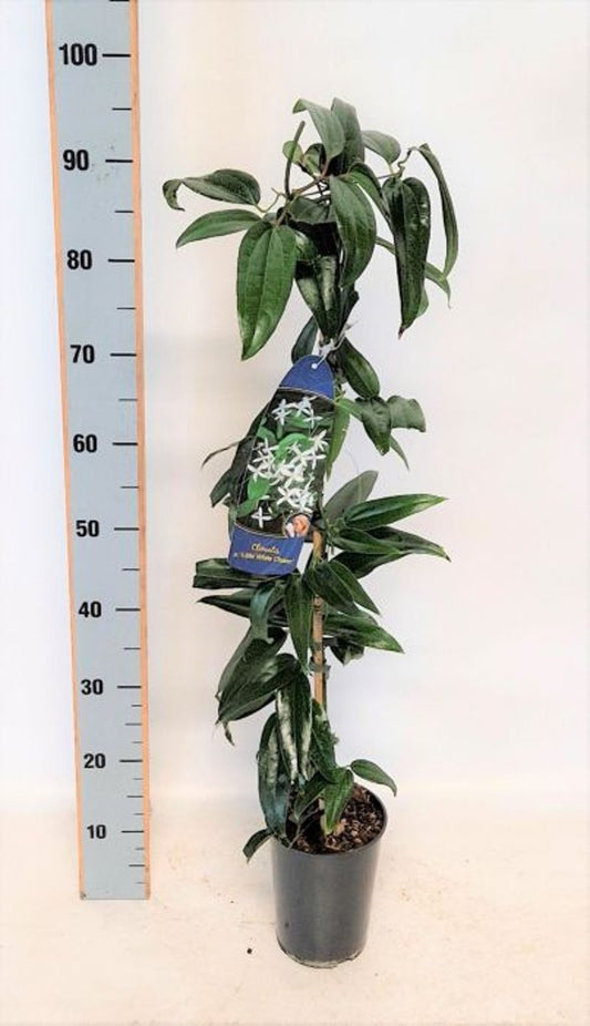 Clematis armandii 'Little White Charm' / 2 Ltr, single cane