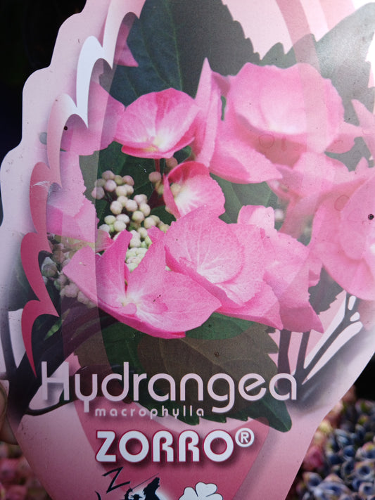 Hydrangea macr. Black Steel In Varieties / 5L / 23Cm