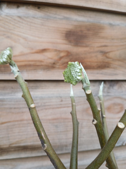 Edgeworthia chrysantha Grandiflora / P23 (5 Ltr)