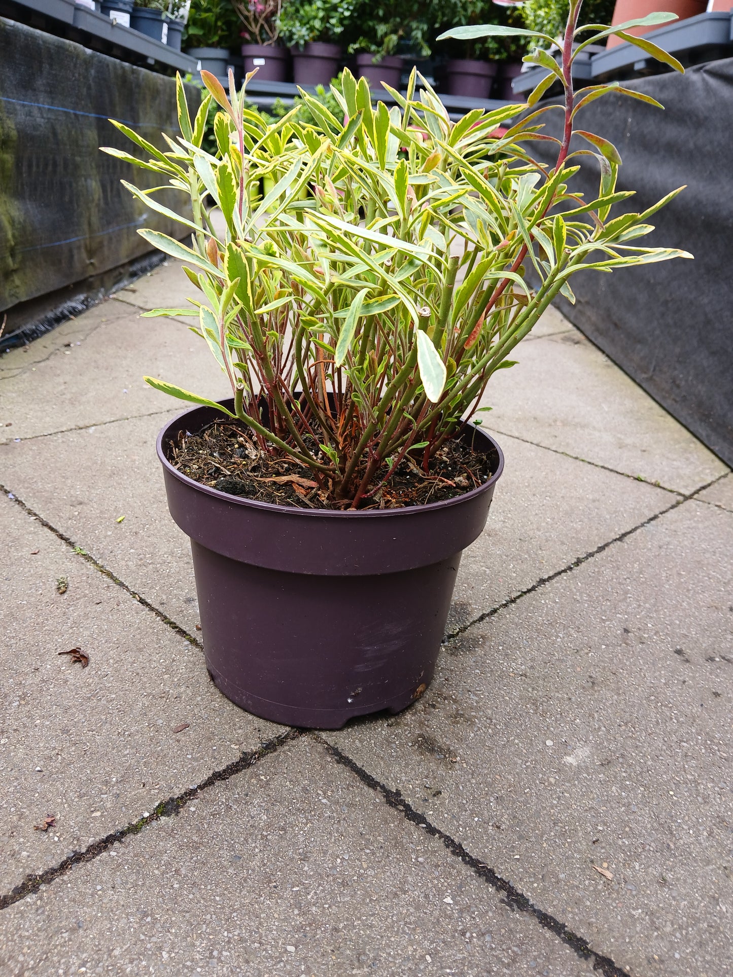Euphorbia 'Ascot Rainbow' / 5.0-litre container