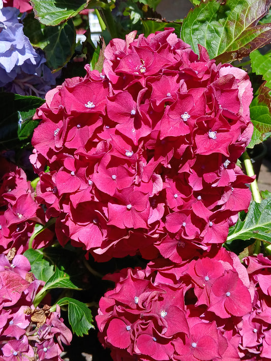 Hydrangea macrophylla Mix / Pot / 5L