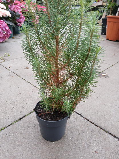 Pinus pinea Silver Crest / P10.5