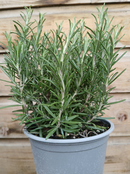 Herbs in varieties (Lavandula/Rosmarinus/Thymus) / P14