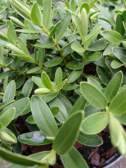 HEBE Wiri Mist / 2 Litre