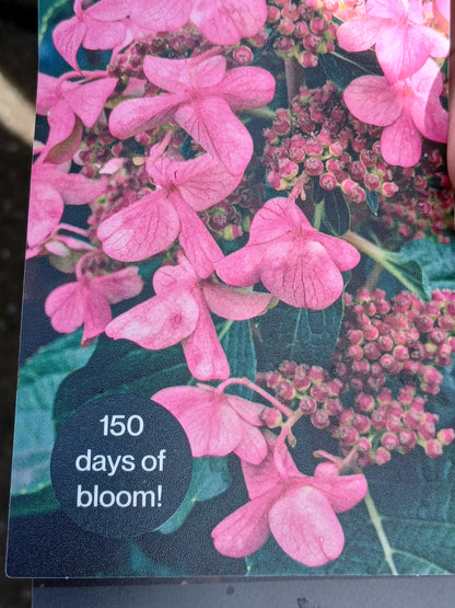 Hydrangea Living Infinity P23