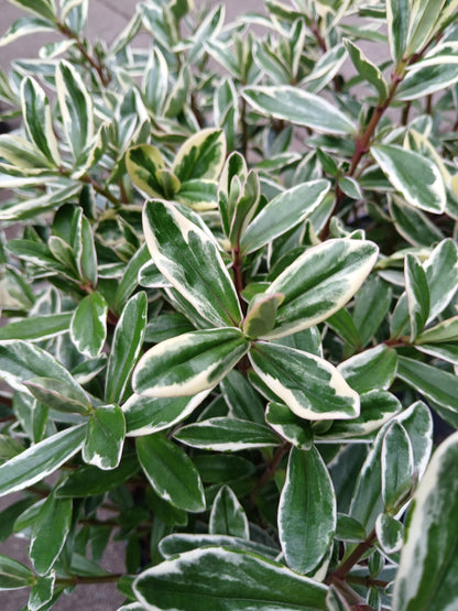 HEBE elliptica Variegata / 2 Litre