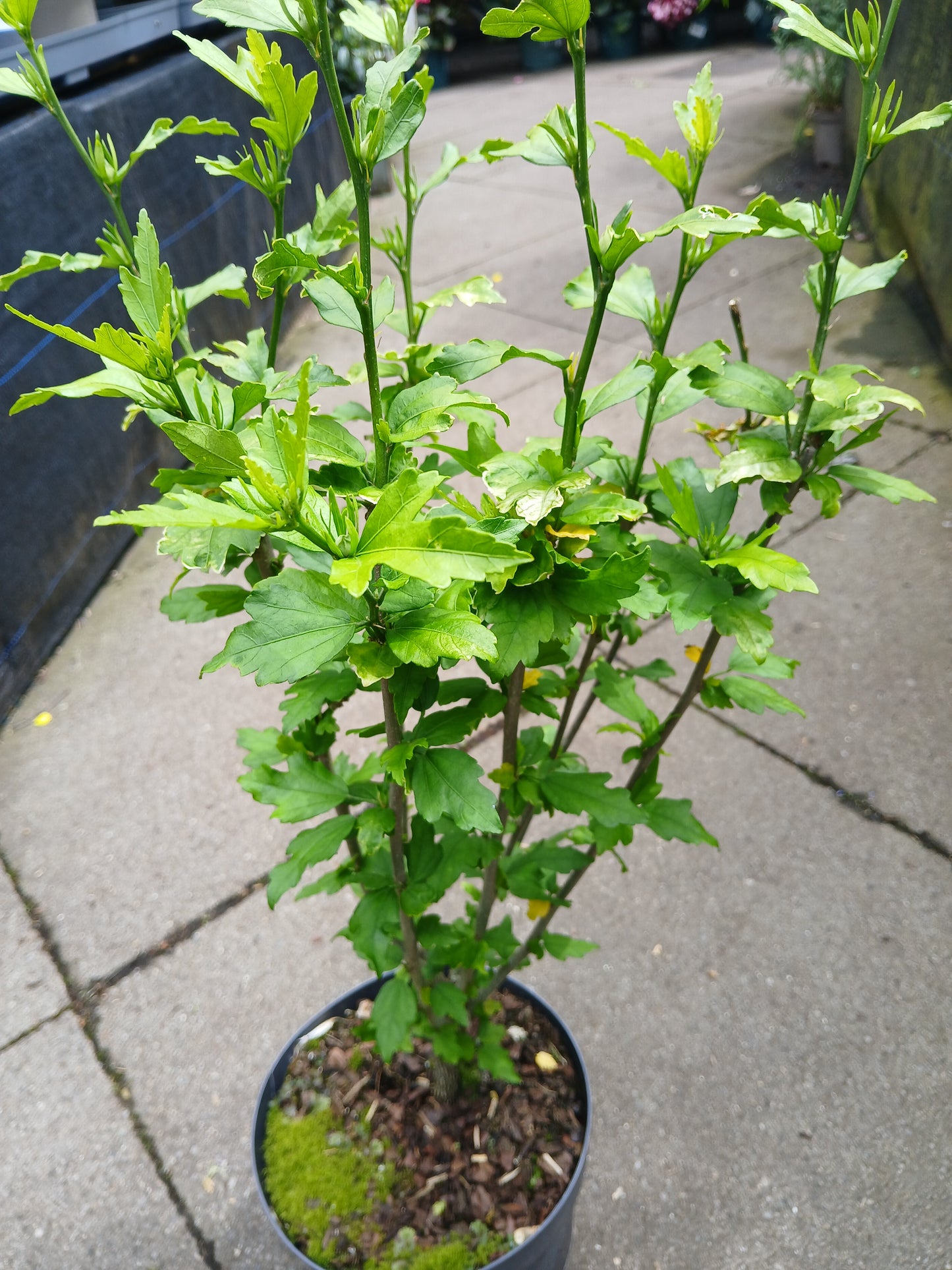 Hibiscus Syracus Mix / C3 55cm