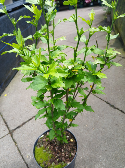 Hibiscus Syracus Mix / C3 55cm