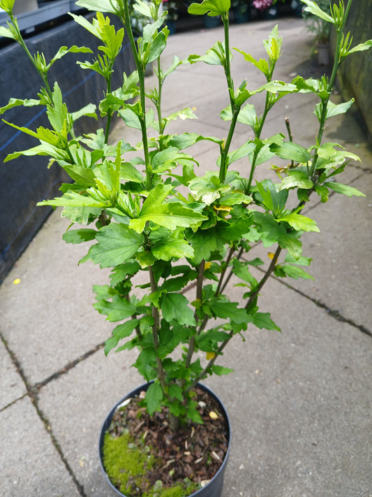 Hibiscus syracus Mix / 3L / 55Cm
