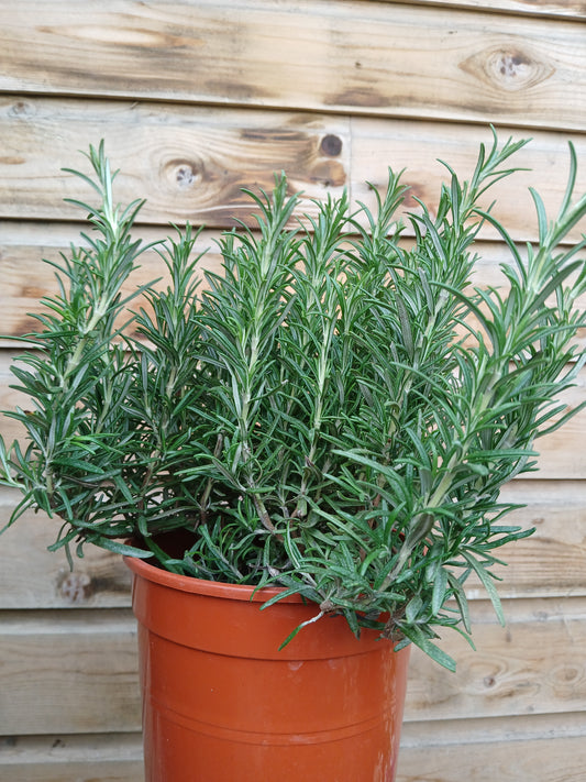 Rosmarinus officinalis / 3L / 19Cm