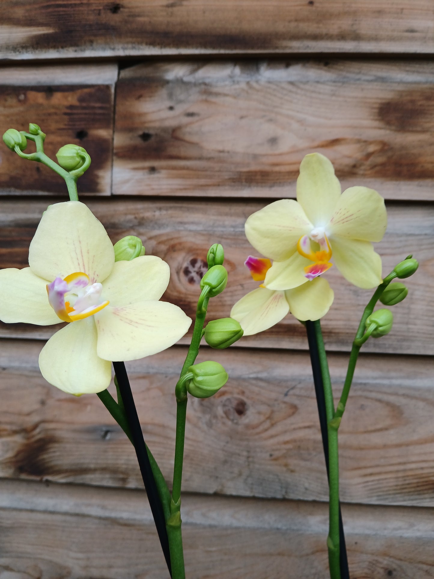 Phalaenopsis mix / P12 - 3 stem/40 cm-Easy Garden Centre