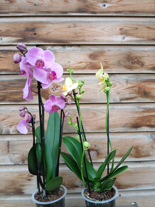 Phalaenopsis mix / P12 - 3 stem/40 cm-Easy Garden Centre