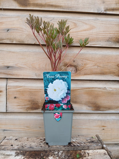 Paeonia suf. Chinese / P11