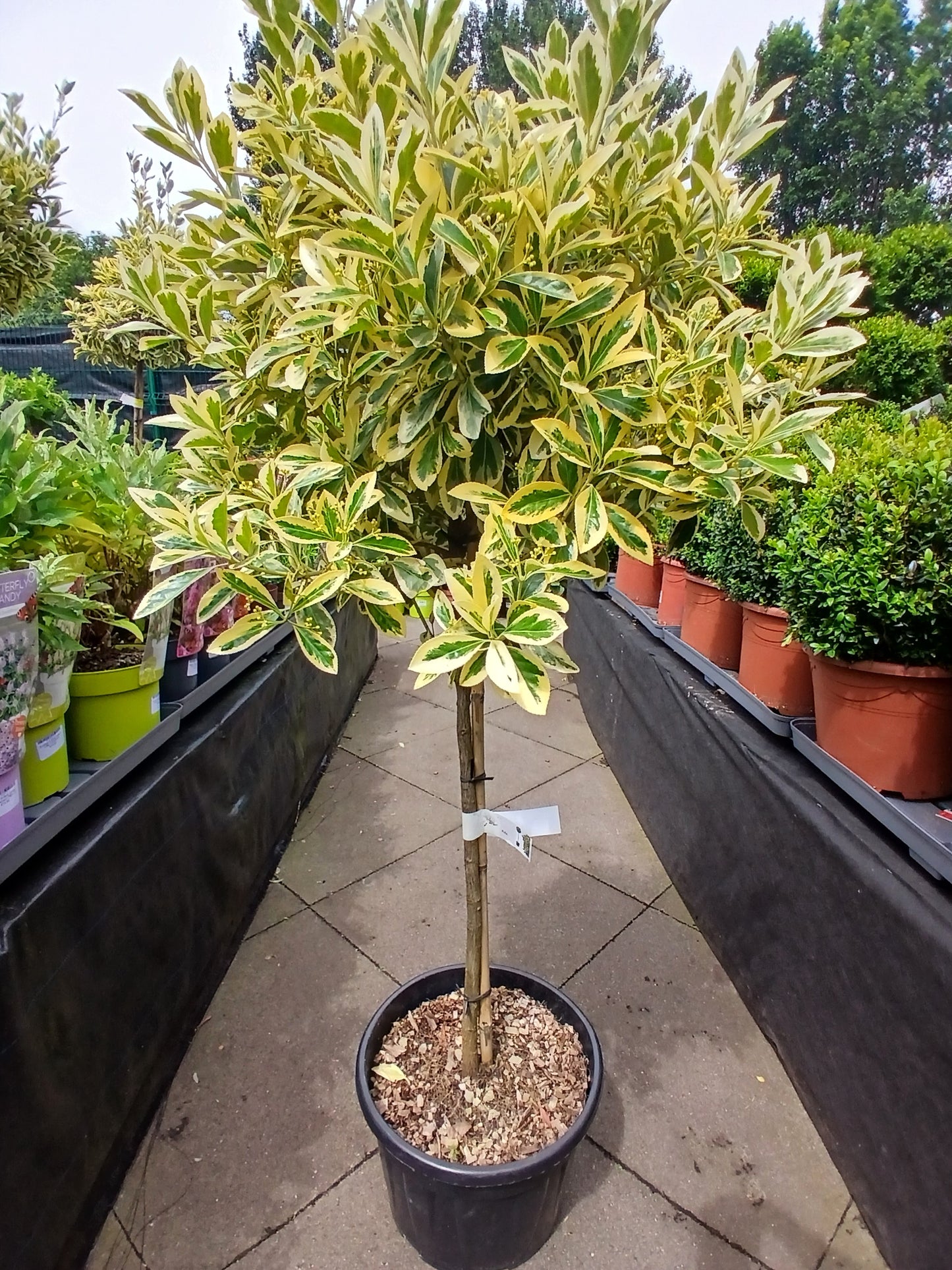 Euonymus jap. Bravo / C18 1/2 std 40cm head