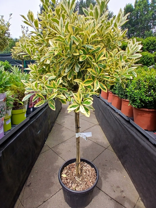 Euonymus jap. Bravo / C18 1/2 std 40cm head