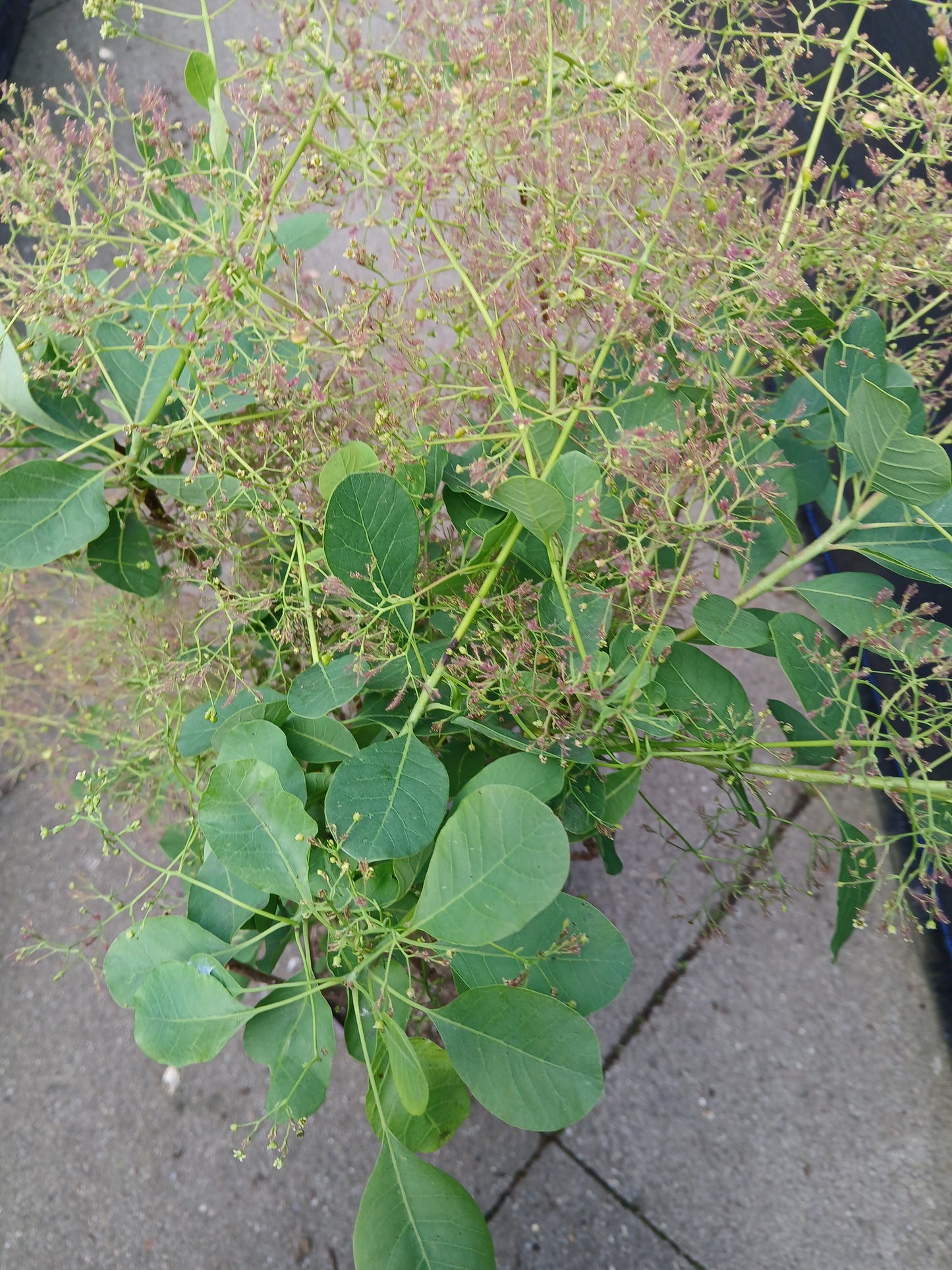 Cotinus cog. 'Young Lady' / 3.0 - Litre Container / 40-50Cm