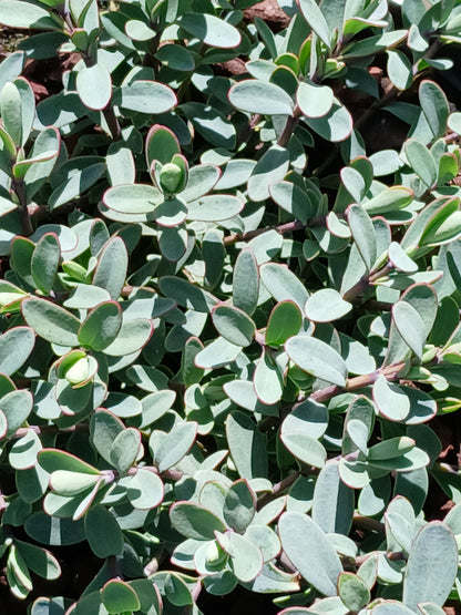 HEBE pinguifolia Pagei / 2 Litre