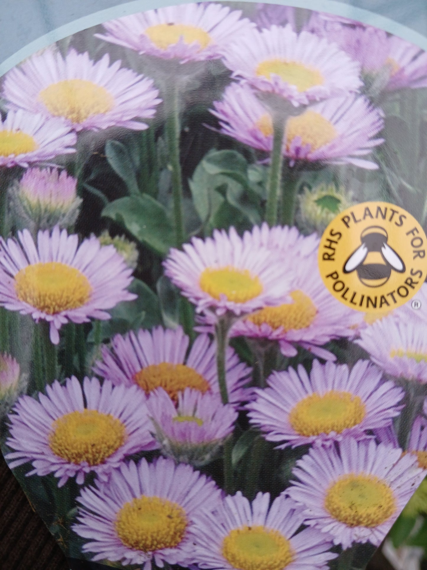 Erigeron Sea Breeze Mauve / 3 lt.