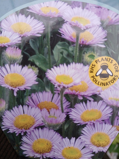 Erigeron Sea Breeze Mauve / 3 lt.