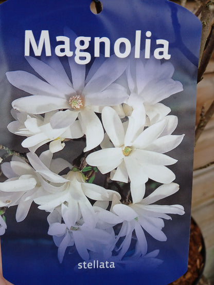 Magnolia stellata / P23 (5 Ltr)