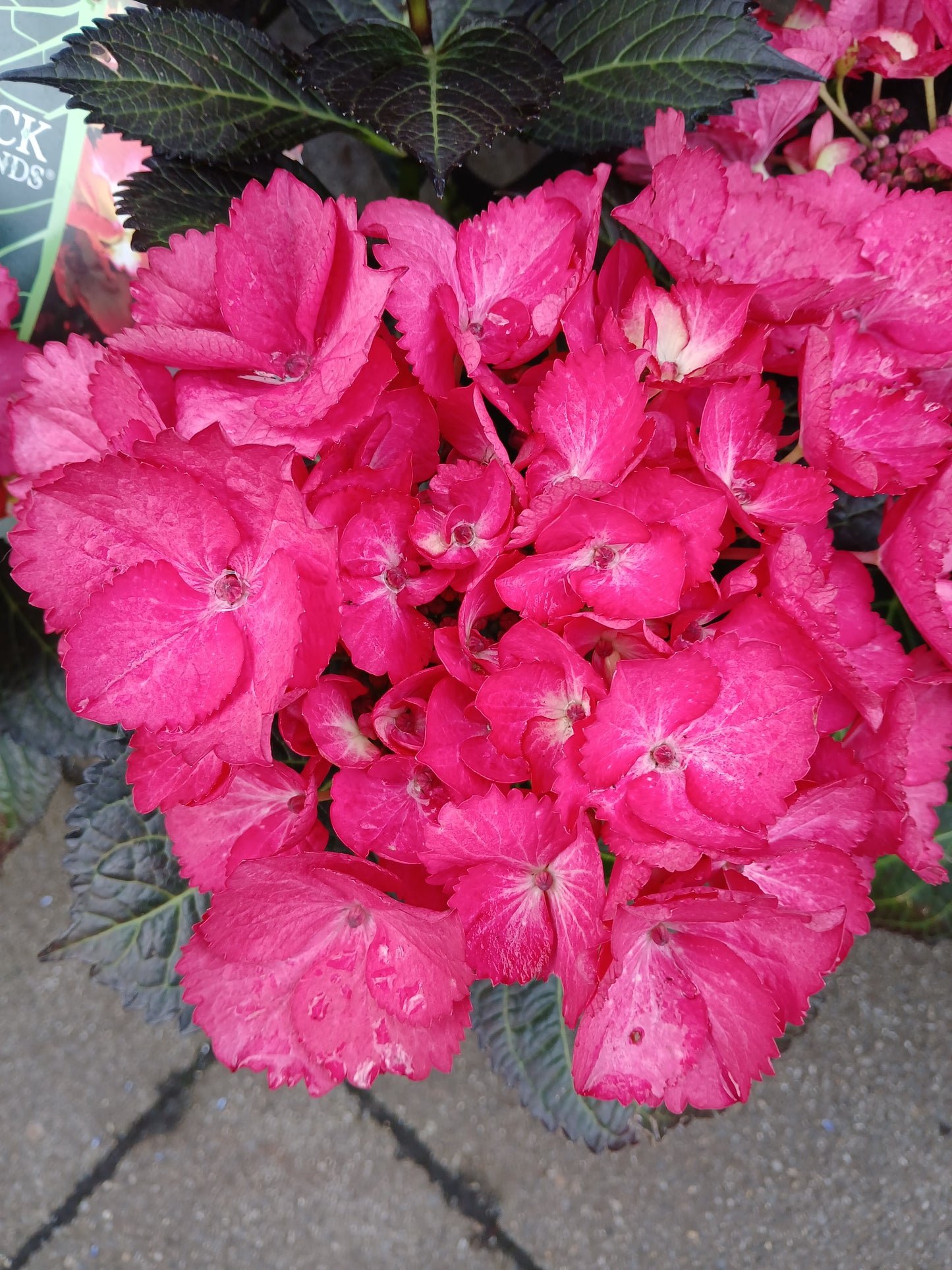 Hydrangea macr. Black Diamonds / 5ltr