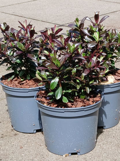 HEBE Mint Chocolate / 2 Litre