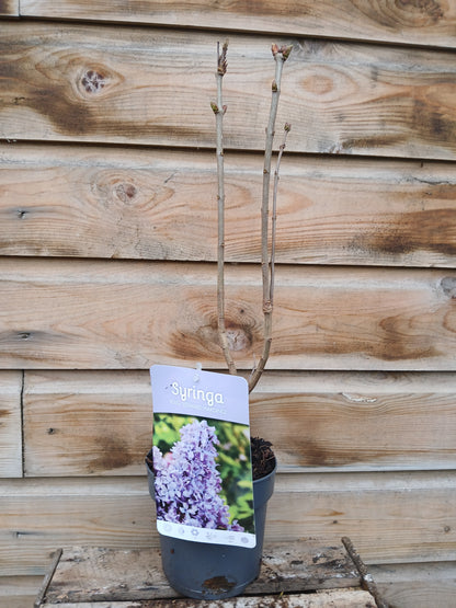 Syringa Vulgaris Mix / P15 - 45cm