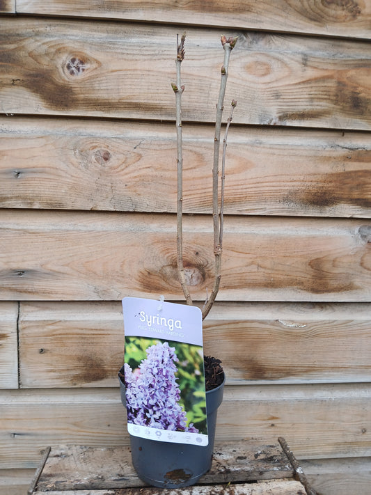 Syringa vulgaris Mix / 15Cm / 45Cm
