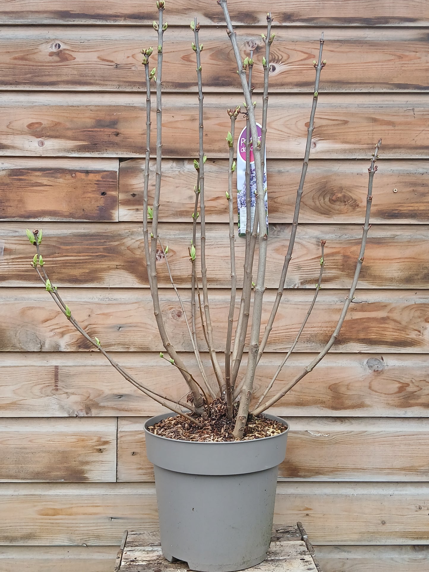 Syringa in varieties / P29 (10 Ltr)