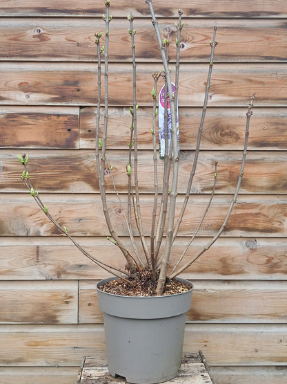 Syringa in varieties / P29 (10 Ltr)