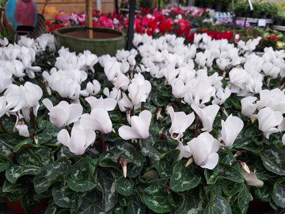 13cm Cyclamen -Midi Flower